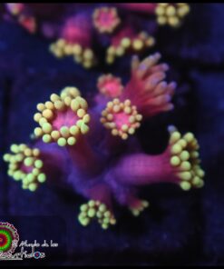 Ironman goniopora