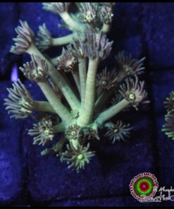 Mint goniopora