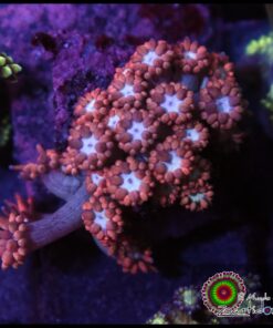 Superman goniopora