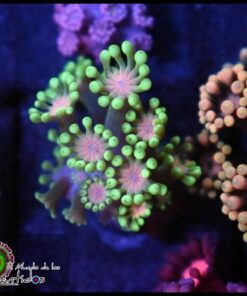 Alveopora ultra
