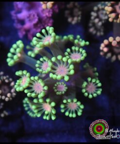 Alveopora ultra