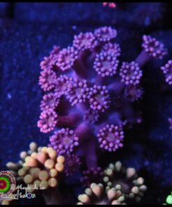 Violet goniopora