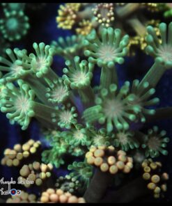 Alveopora
