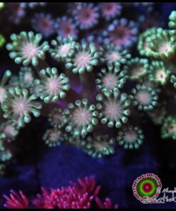 Alveopora