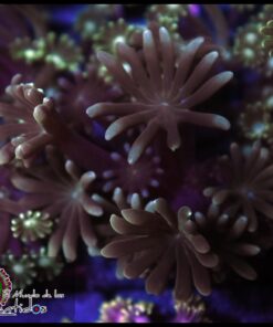 Alveopora