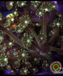 Green alveopora