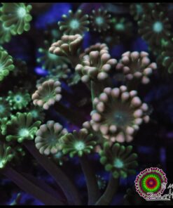Yellow tip alveopora