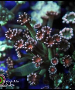 Rainbow alveopora