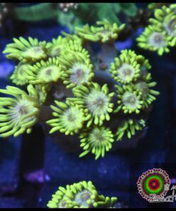 Ojo de alien goniopora