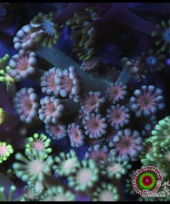 Peach eye alveopora