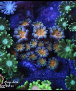 Gold alveopora