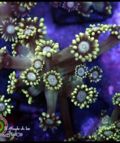 Green goniopora