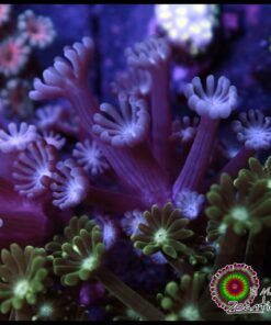 Baby blue alveopora