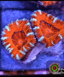Acan ultra