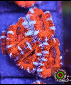 Acan ultra