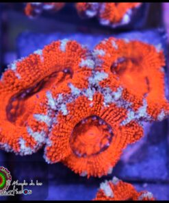 Acan ultra