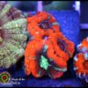 Asian acan ultra