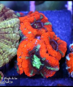 Asian acan ultra