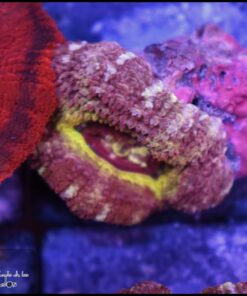 Rainbow asian acan