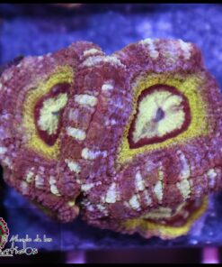 Rainbow asian acan