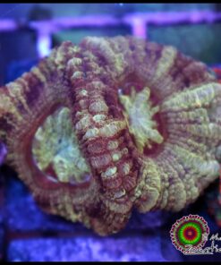 Asian acan ultra