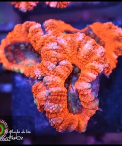 Acan ultra