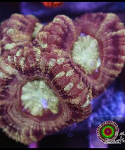 Asian acan ultra