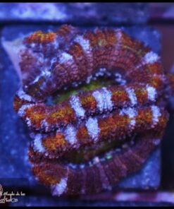 Rainbow acan
