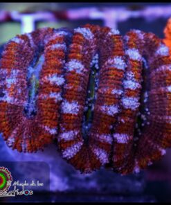 Rainbow acan