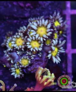 Rasta goniopora