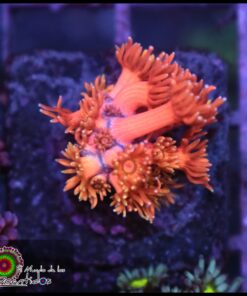 Rainbow pink goniopora