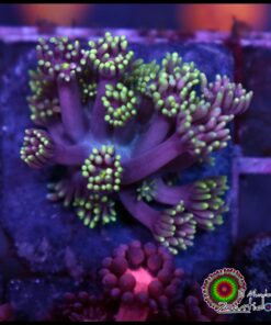 Joker goniopora