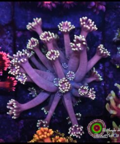 Fantascy goniopora