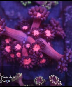 Cherry goniopora