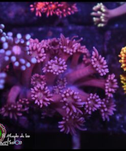 Pink light goniopora