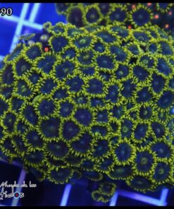 Colonia de Zoas