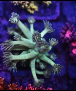 Mint goniopora