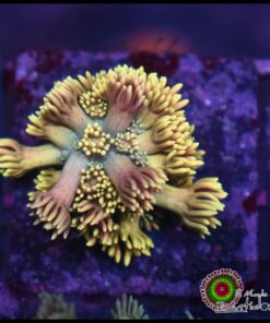 Rainbow goniopora