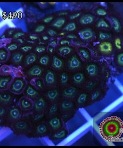 Zoas colonia