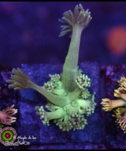 Mint goniopora
