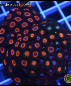 Zoas colonia