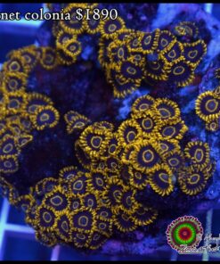Black hornet colonia