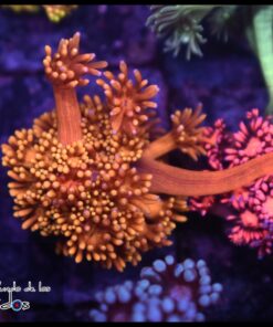 Solar flare goniopora