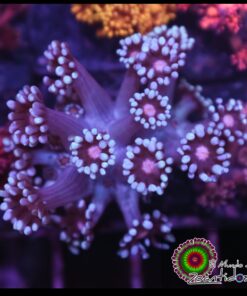 Blue goniopora