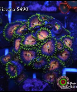 Nirvana colonia