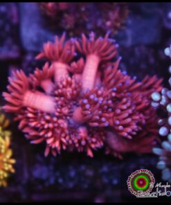 Pink goniopora