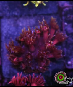 Tequila sunrise goniopora