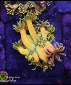 Rainbow highlighter goniopora