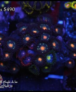 Zoas