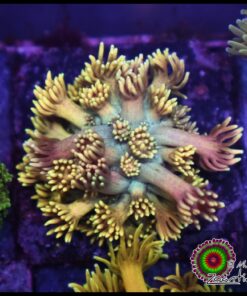 Rainbow goniopora
